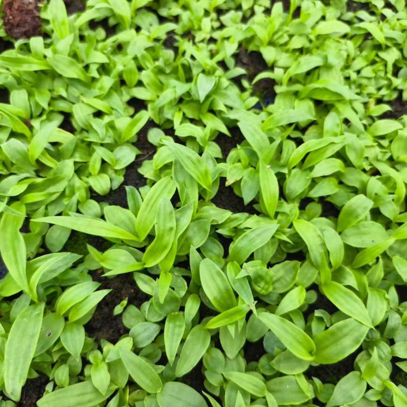 白芨直播小苗，紫花中宽叶，颗粒0.4以上算数，以下不计数