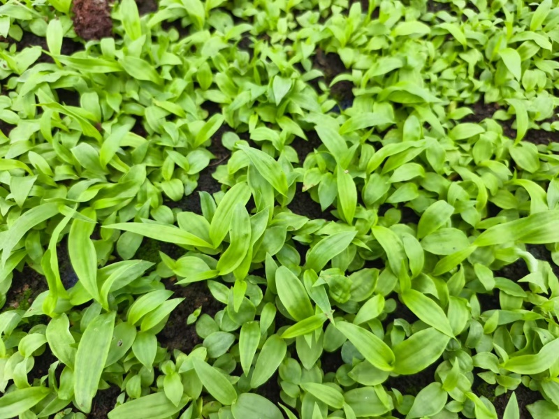 白芨直播小苗，紫花中宽叶，颗粒0.4以上算数，以下不计数