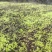 白芨直播小苗，紫花中宽叶，颗粒0.4以上算数，以下不计数