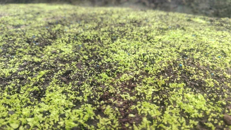 白芨直播小苗，紫花中宽叶，颗粒0.4以上算数，以下不计数