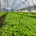 白芨直播小苗，紫花中宽叶，颗粒0.4以上算数，以下不计数