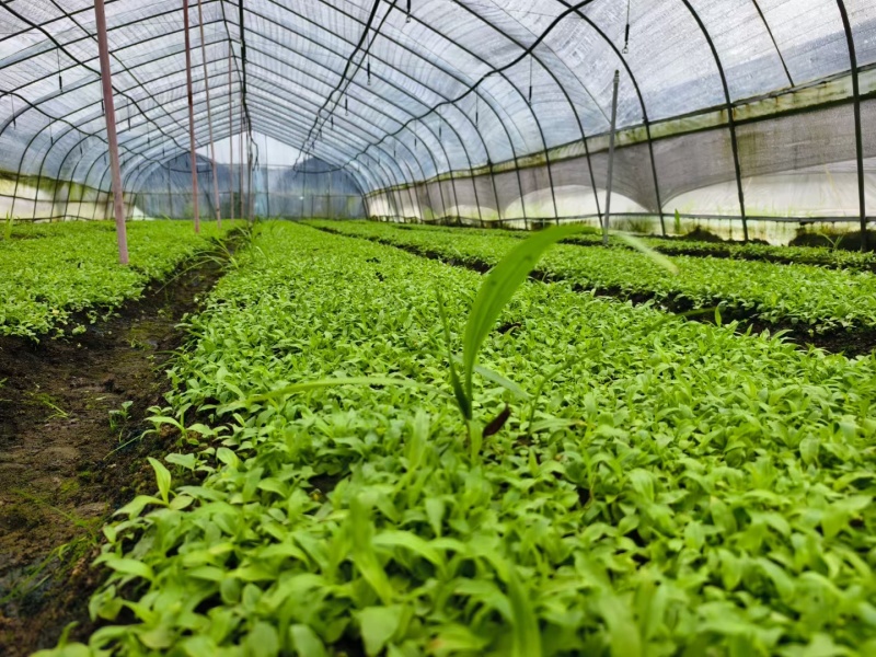 白芨直播小苗，紫花中宽叶，颗粒0.4以上算数，以下不计数