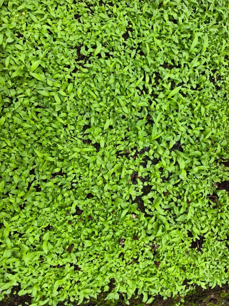 白芨直播小苗，紫花中宽叶，颗粒0.4以上算数，以下不计数