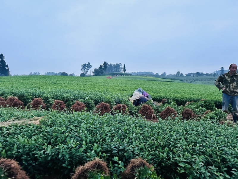 基地直发中茶108茶苗品质保证价格实惠