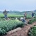 基地直发中茶108茶苗品质保证价格实惠