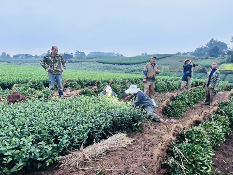 基地直发中茶108茶苗品质保证价格实惠