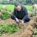 基地直发中茶108茶苗品质保证价格实惠