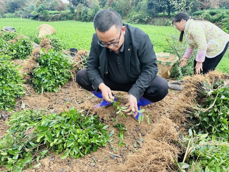 基地直发中茶108茶苗品质保证价格实惠