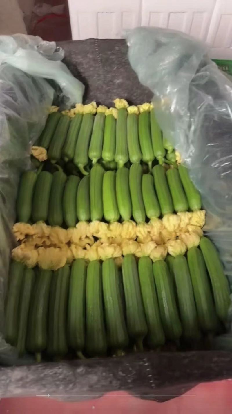 寿光鲜花丝瓜，原产地采购，新鲜采摘，欢迎选购！