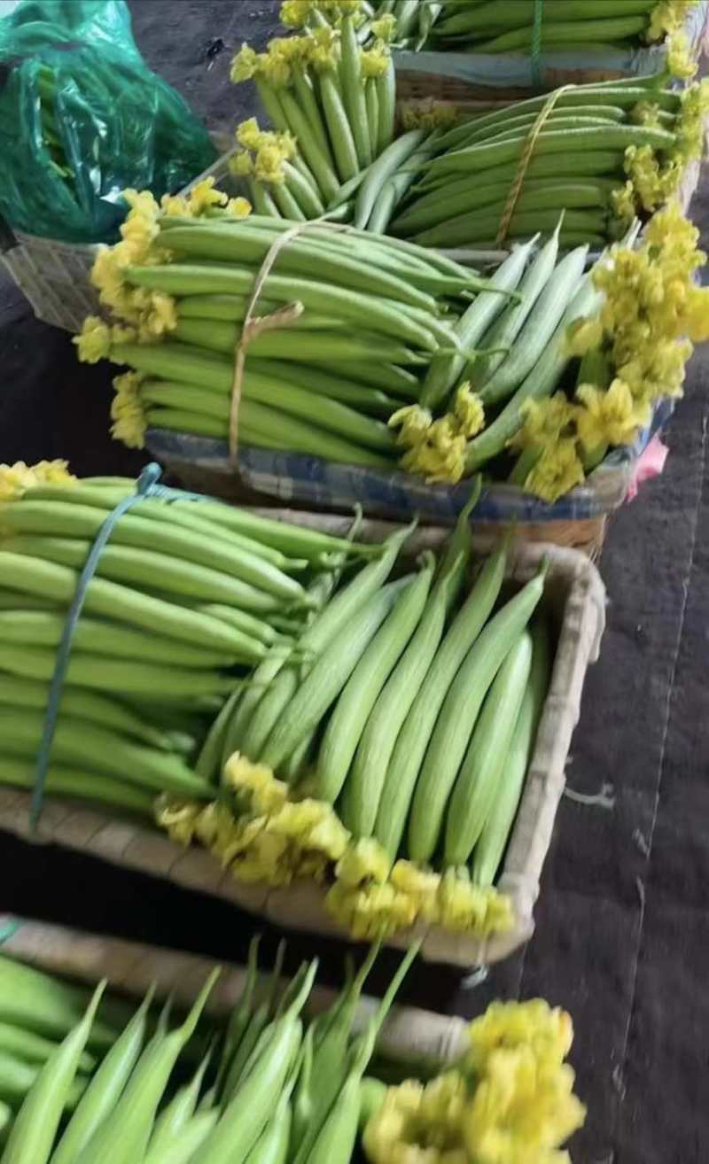 寿光鲜花丝瓜，原产地采购，新鲜采摘，欢迎选购！