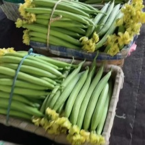 寿光鲜花丝瓜，原产地采购，新鲜采摘，欢迎选购！