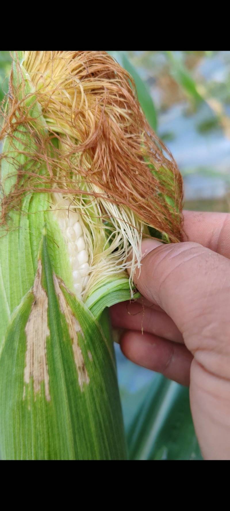 靚靓的白糯玉米
