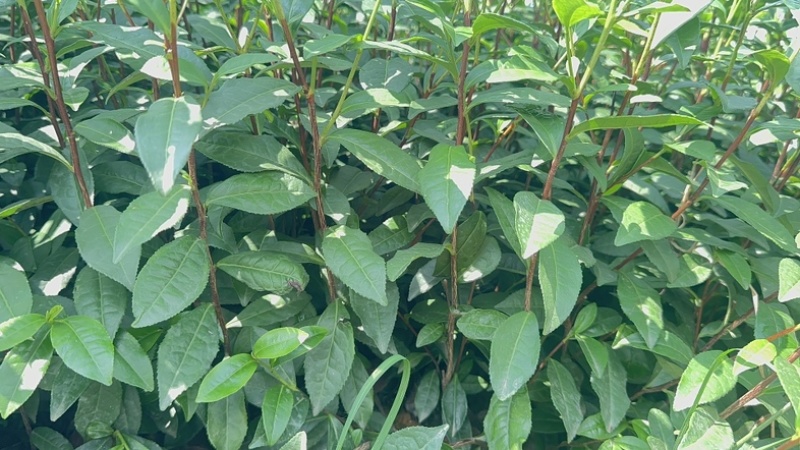 黄金茶茶中精品璀璨，如今基地直发，品质保证