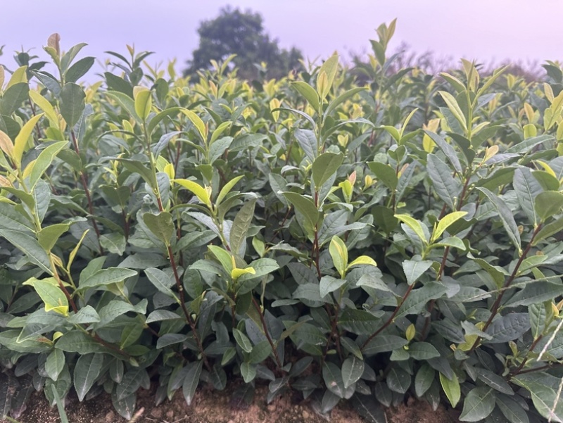 黄金茶茶中精品璀璨，如今基地直发，品质保证
