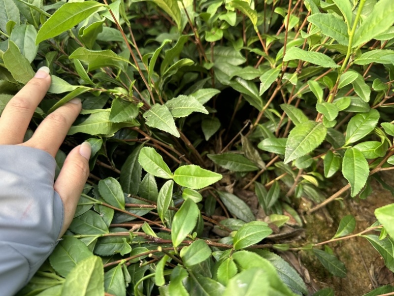 黄金茶茶中精品璀璨，如今基地直发，品质保证