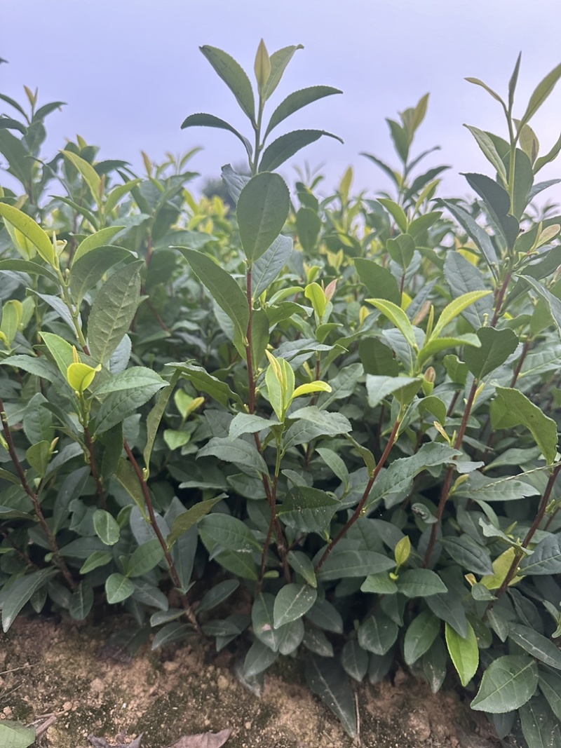 黄金茶茶中精品璀璨，如今基地直发，品质保证