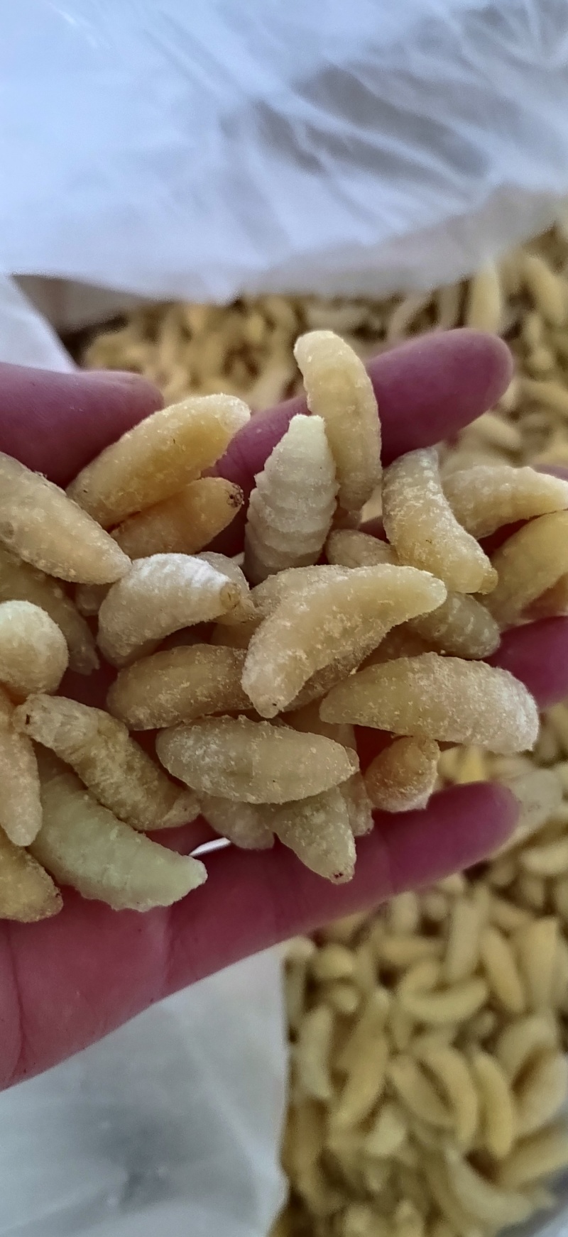 精品蜂蛹，土蜂蛹，树蜂蛹新鲜冷冻全年供应品质好价格低