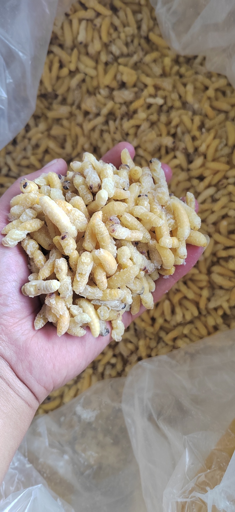 精品蜂蛹，土蜂蛹，树蜂蛹新鲜冷冻全年供应品质好价格低