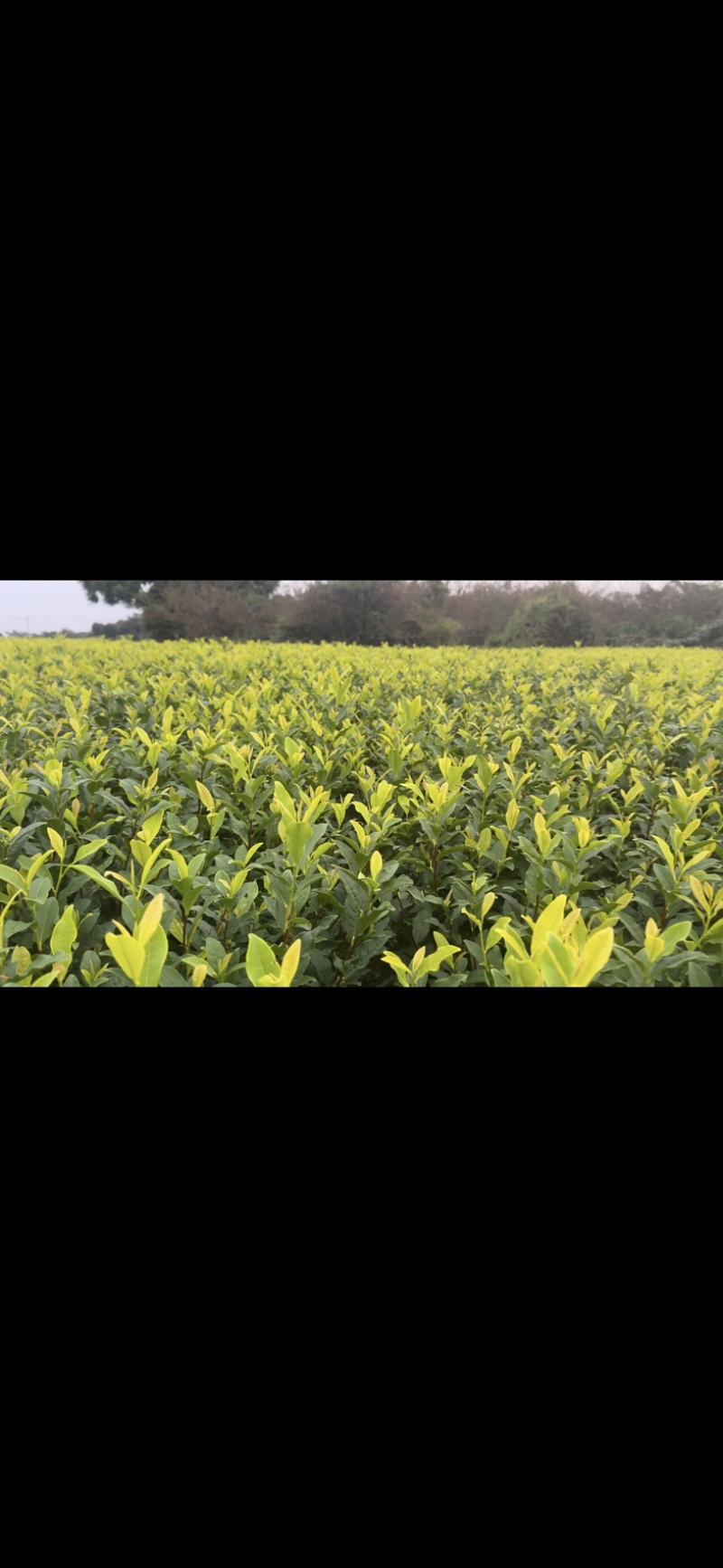 黄金茶茶中精品璀璨，如今基地直发，品质保证