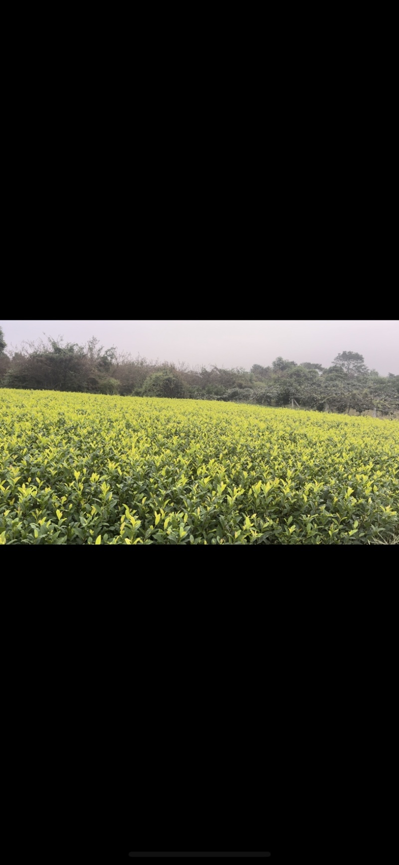 黄金茶茶中精品璀璨，如今基地直发，品质保证
