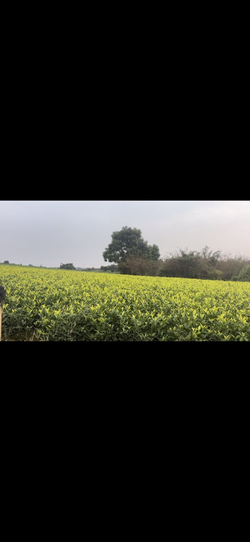 黄金茶茶中精品璀璨，如今基地直发，品质保证