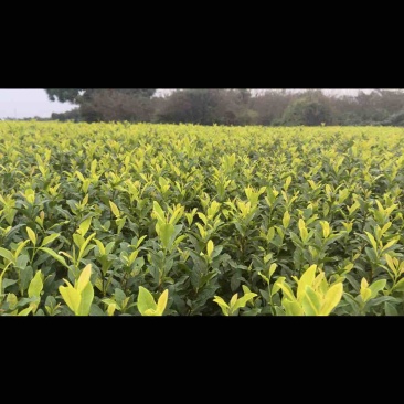 黄金茶茶中精品璀璨，如今基地直发，品质保证