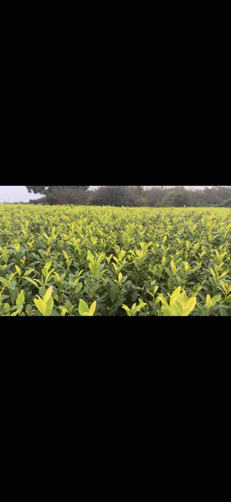 黄金茶茶中精品璀璨，如今基地直发，品质保证