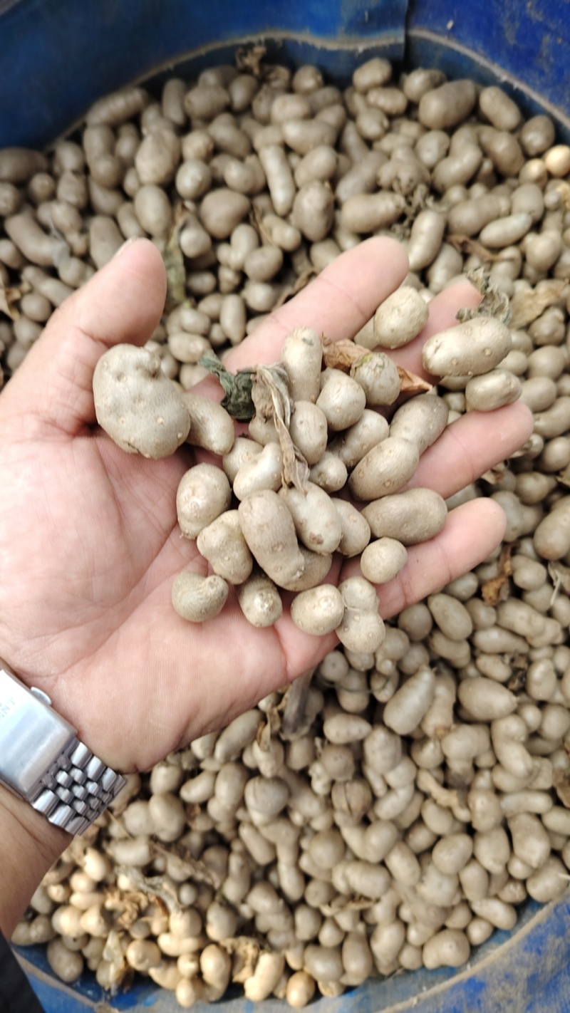 山东山药豆大量上市中产地代发全国各地需要的联系