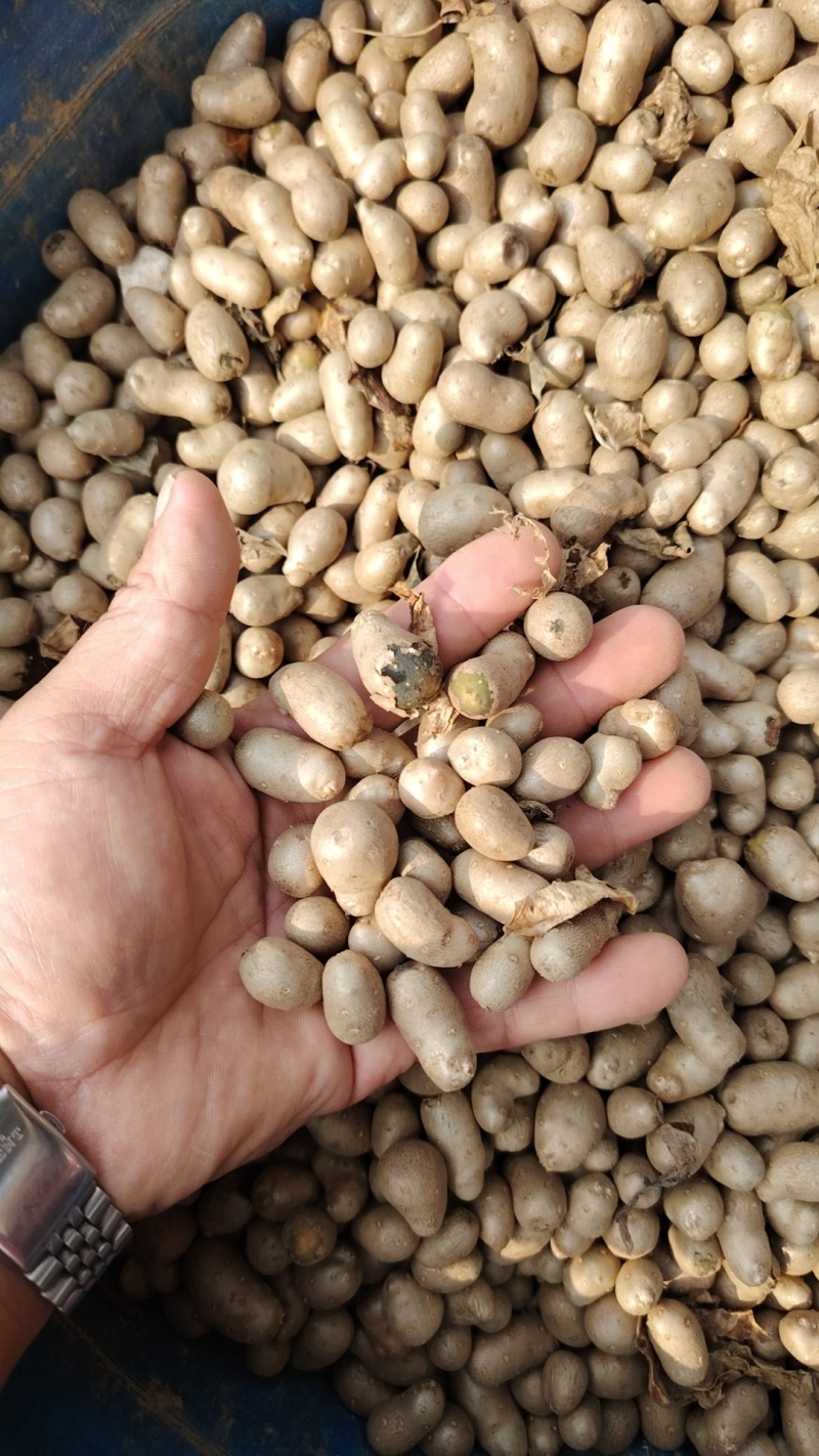 山东山药豆大量上市中产地代发全国各地需要的联系