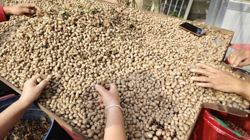 山东山药豆大量上市中产地代发全国各地需要的联系