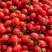 精品圣女果/产地直发/品质保证/供超市电商批发市场品质好