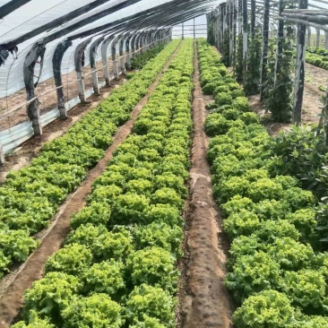 生菜产区直发保质保量供货发货全国欢迎咨询选购
