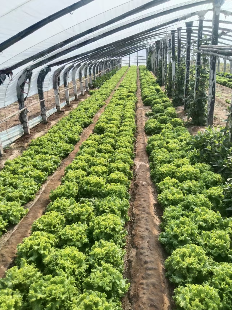 生菜产区直发保质保量供货发货全国欢迎咨询选购