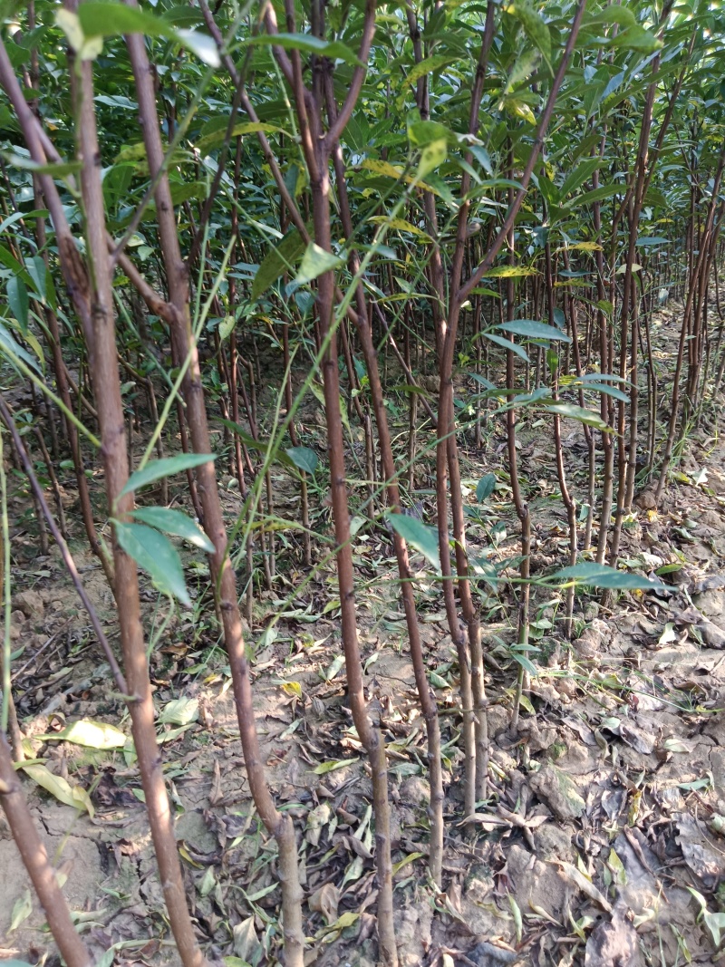 风味玫瑰李子树苗味帝李苗味王风味皇后假一赔万
