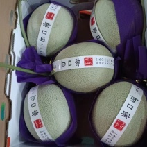 精品网纹冰淇淋蜜瓜货源充足，量大从优，对接全国市场。