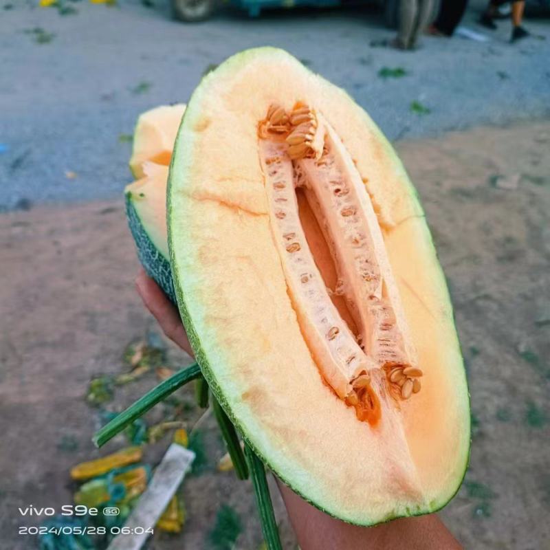 精品晓蜜25大量供应山东，产地直发，货源充足，量大从优。
