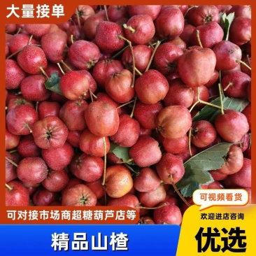 大五棱山楂大量上市沂蒙山产地有需要的老板关系联系