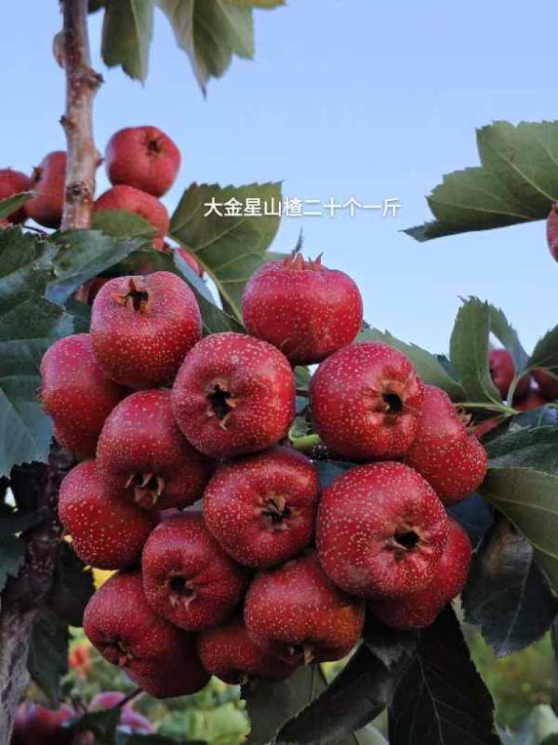 优质山楂，品种齐全，大金星，里外红，甜红子量大从优