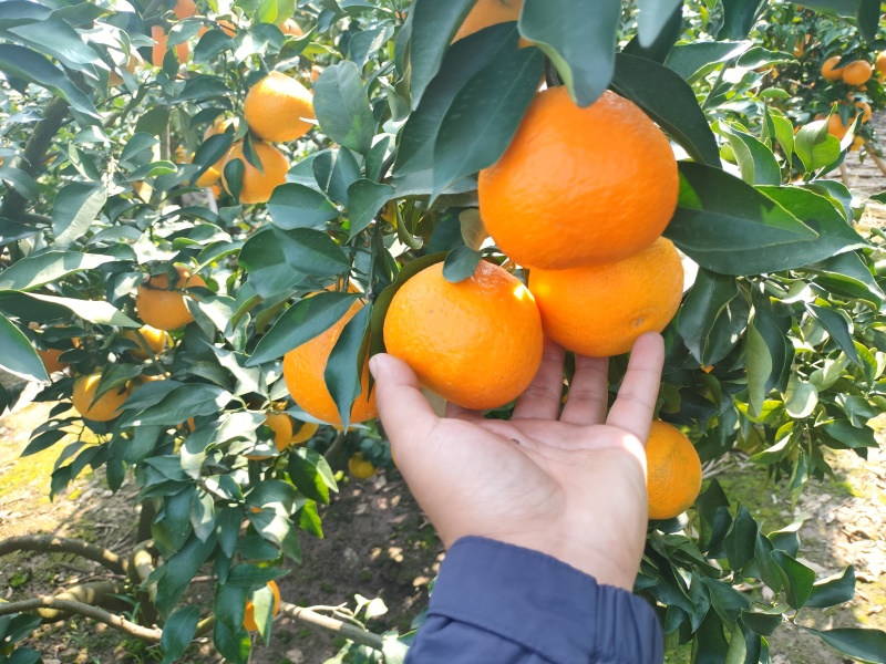 爱媛果冻橙大量上市中全国发货欢迎电话联系