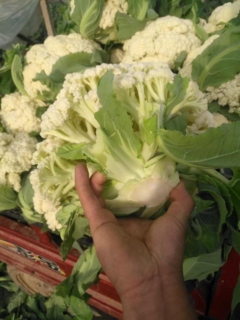 精品有机花菜，小米粒，产地直发，质量优，价格低。欢迎订购