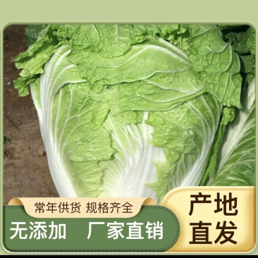 【夏阳白菜】