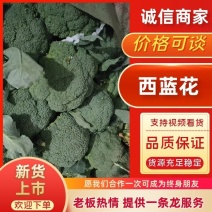 河南西兰花，精品小米粒西兰花，视频验货欢迎咨询