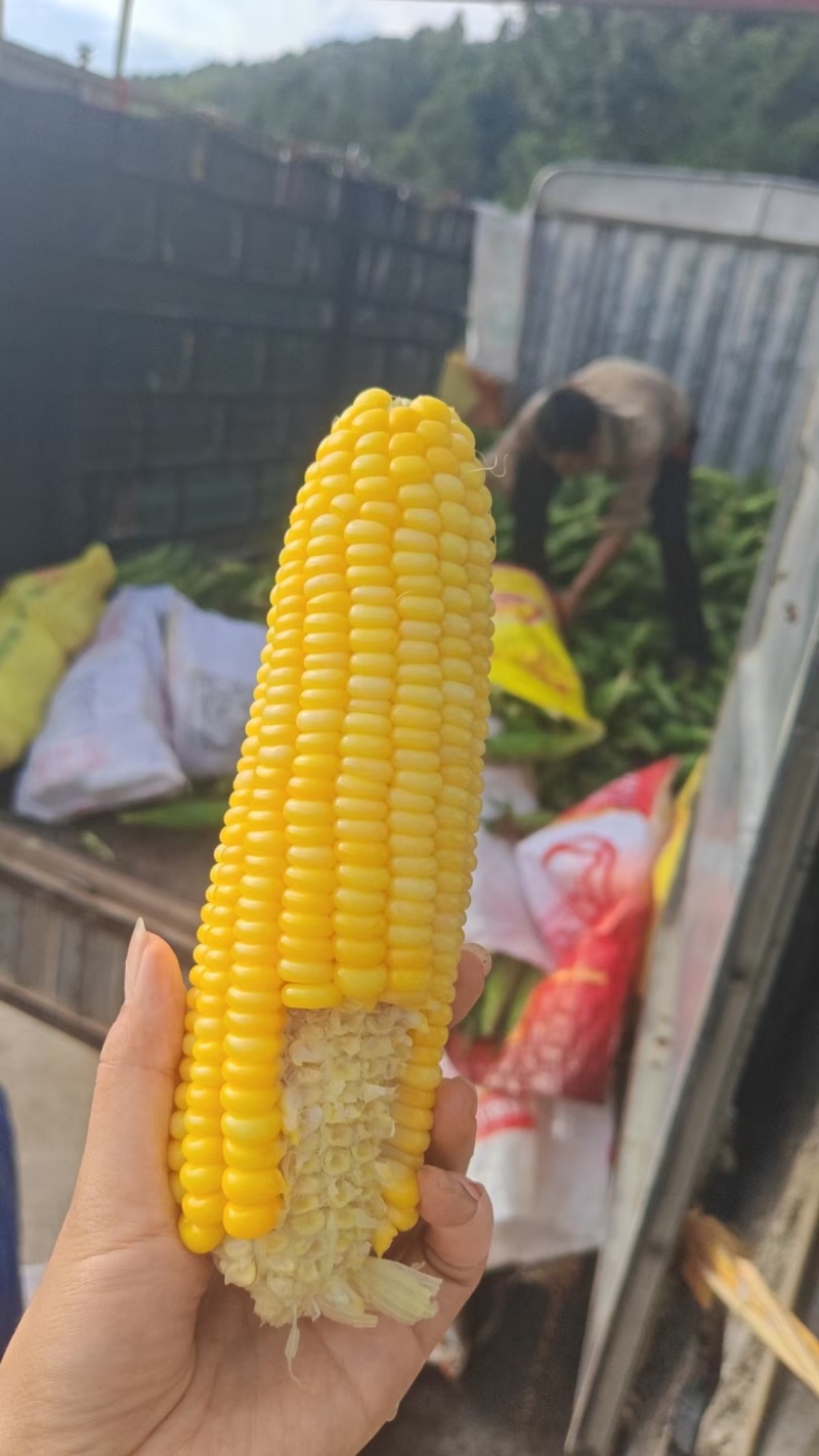 水果玉米