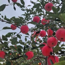 苹果寒富，膜袋，可装框，装袋子，口感甜