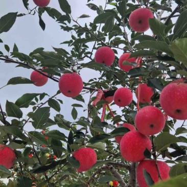 苹果