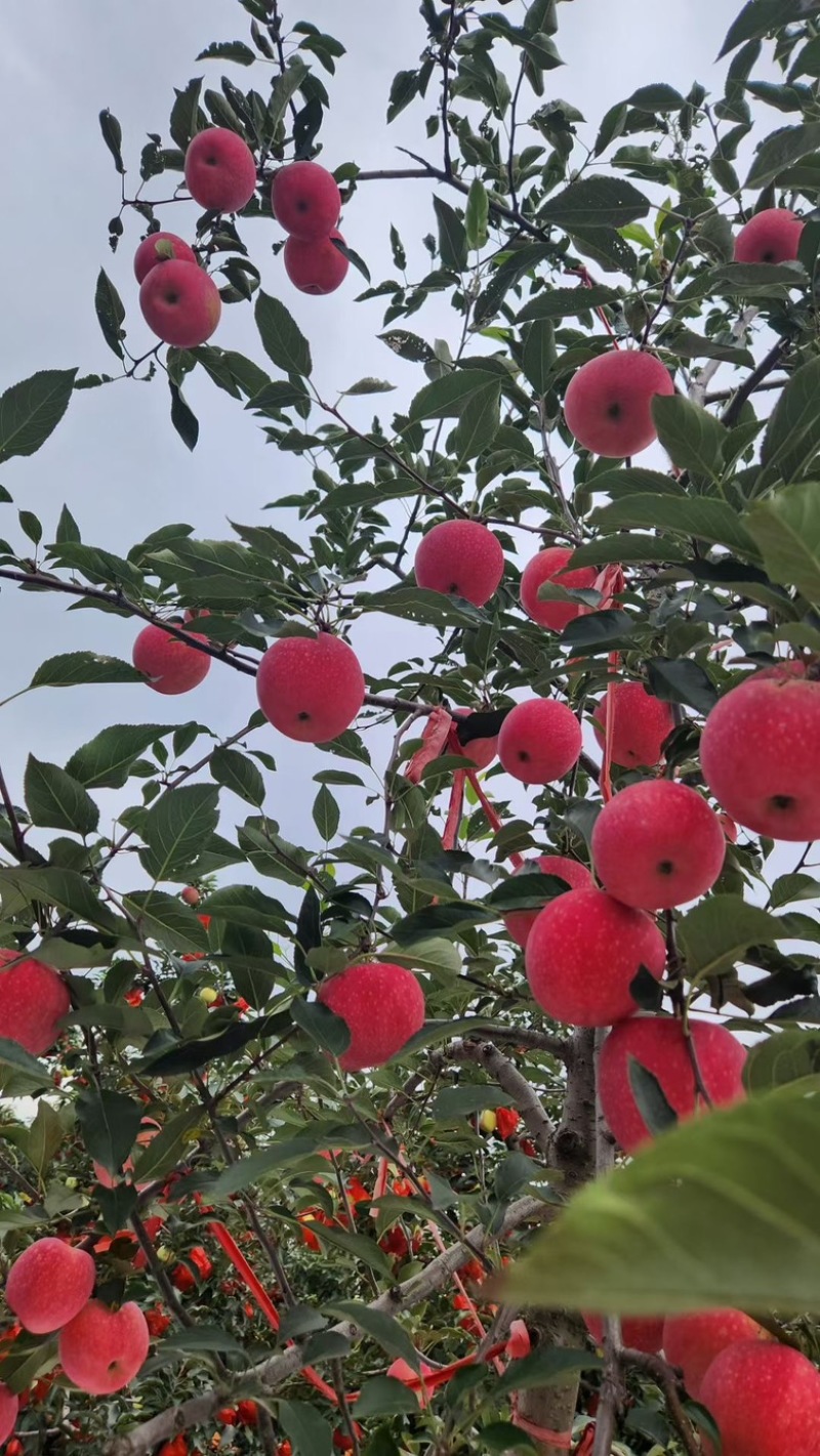 苹果