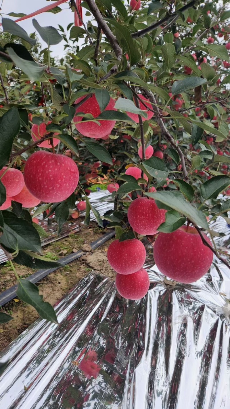 苹果