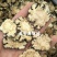 川芎四川川芎阴干片1000g起批关书药业