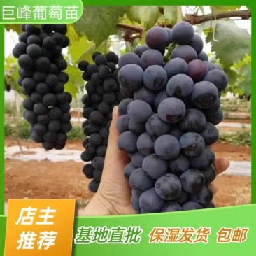 巨峰葡萄苗四川葡萄苗嫁接苗产地直销【批发】技术指导