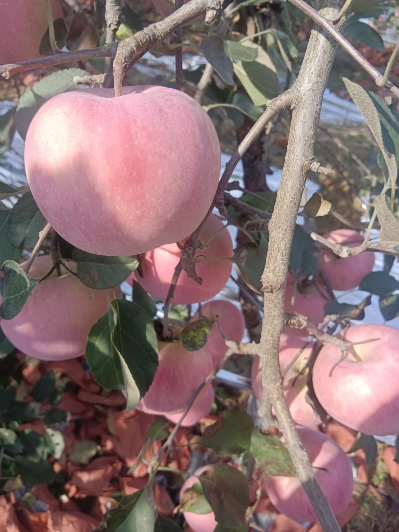 山东沂源红富士苹果大量上市